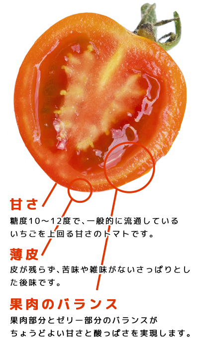 大人気低価 モリヒロ園芸が育てたじょんならんトマト（ご自宅用ボックス） ：香川県観音寺市
